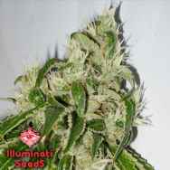 Illuminati Seeds Notorious OG